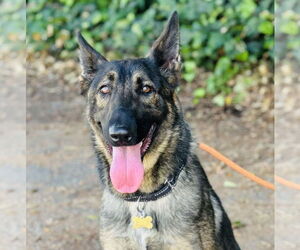 Mutt Dogs for adoption in Beverly Hills, CA, USA