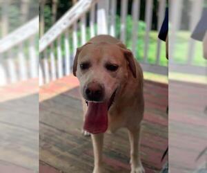 Labrador Retriever Dogs for adoption in Dahlgren, VA, USA