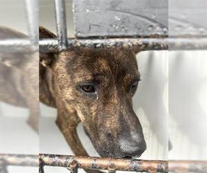 German Shepherd Dog-Unknown Mix Dogs for adoption in Houston, TX, USA