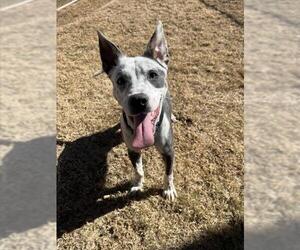 Mutt Dogs for adoption in Plano, TX, USA