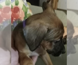 Black Mouth Cur-Unknown Mix Dogs for adoption in McKinney, TX, USA