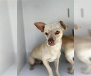 Chiweenie Dogs for adoption in Houston, TX, USA