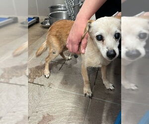 Chihuahua-Unknown Mix Dogs for adoption in Princeton, MN, USA