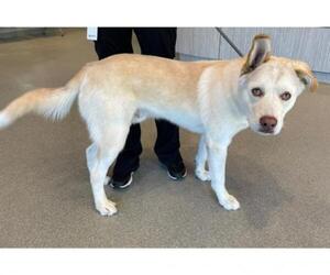 Labrador Retriever-Unknown Mix Dogs for adoption in Randleman, NC, USA