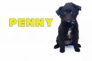 Labradoodle Dogs for adoption in San Angelo, TX, USA