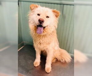 Chow Chow Dogs for adoption in Clarkesville, GA, USA