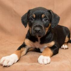 Bernese Mountain Dog Dogs for adoption in Opelika, AL, USA