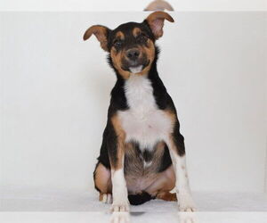 Mutt Dogs for adoption in Oroville, CA, USA