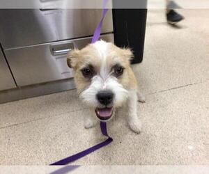 Mutt Dogs for adoption in Riverside, CA, USA