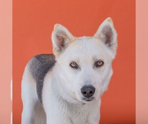 - Mix Dogs for adoption in Pasadena, CA, USA