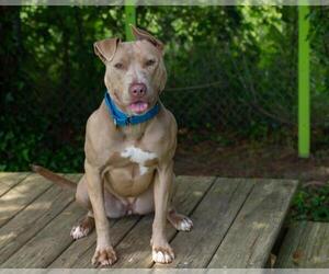 American Pit Bull Terrier Dogs for adoption in Easton, MD, USA