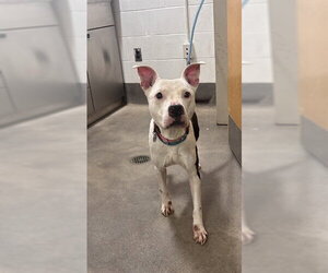 Mutt Dogs for adoption in Forestville, MD, USA