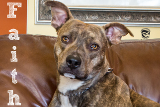 Mutt Dogs for adoption in Clarkston, MI, USA