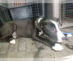 Mutt Dogs for adoption in Oroville, CA, USA