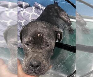 Mutt Dogs for adoption in Forestville, MD, USA