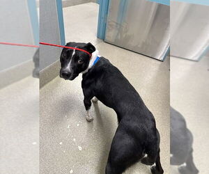 Labrador Retriever-Unknown Mix Dogs for adoption in Las Vegas, NV, USA