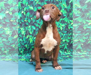 American Pit Bull Terrier-Unknown Mix Dogs for adoption in Wetumpka, AL, USA
