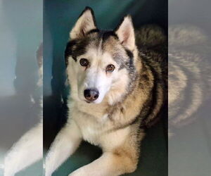 Huskies -Unknown Mix Dogs for adoption in Omaha, NE, USA
