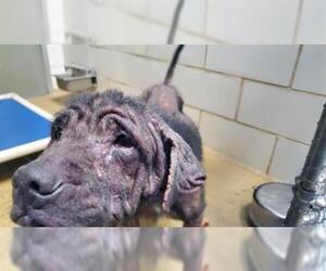 Chinese Shar-Pei Dogs for adoption in Charlotte, NC, USA