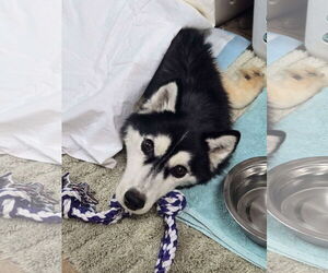 - Mix Dogs for adoption in Oakland Park, FL, USA