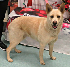Medium Photo #1 German Shepherd Dog Puppy For Sale in Baltimore, MD, USA