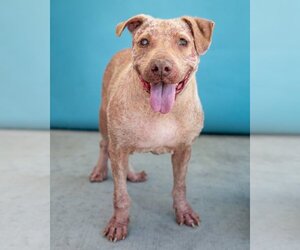 American Pit Bull Terrier-Unknown Mix Dogs for adoption in Pasadena, CA, USA