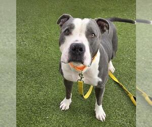 American Pit Bull Terrier-Unknown Mix Dogs for adoption in Las Vegas, NV, USA