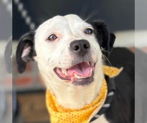 Mutt Dogs for adoption in Jefferson, WI, USA