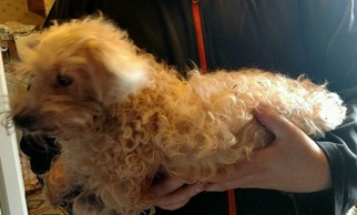 Bichon Frise Dogs for adoption in Newport, KY, USA