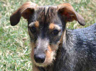 Medium Photo #2 Chiweenie Puppy For Sale in Plano, TX, USA