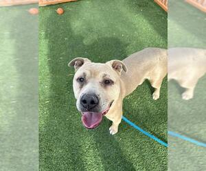 American Pit Bull Terrier-Unknown Mix Dogs for adoption in Las Vegas, NV, USA