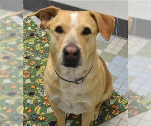 Labrador Retriever Dogs for adoption in Fort Collins, CO, USA