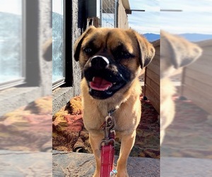 Pug Dogs for adoption in Cottonwood, AZ, USA