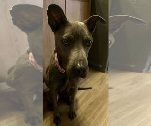 Medium Photo #3 Blue Lacy Puppy For Sale in Houston, TX, USA