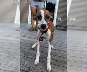 Italian Greyhound-Unknown Mix Dogs for adoption in Wakefield, RI, USA