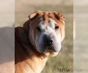 Chinese Shar-Pei Dogs for adoption in Newport, KY, USA
