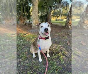 American Pit Bull Terrier Dogs for adoption in Vero Beach, FL, USA