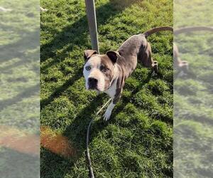 American Pit Bull Terrier Dogs for adoption in Bakersfield, CA, USA