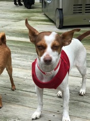 Jack Russell Terrier Dogs for adoption in Sandown, NH, USA