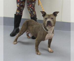 American Pit Bull Terrier Dogs for adoption in Louisville, KY, USA