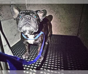 French Bulldog Dogs for adoption in Fort Lauderdale, FL, USA
