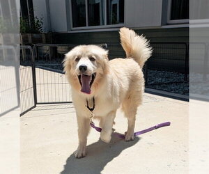 Great Pyrenees Dogs for adoption in Waterford, VA, USA