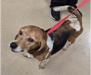 Beagle Dogs for adoption in Decatur, IL, USA