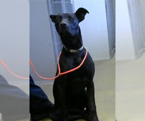 Labrador Retriever-Unknown Mix Dogs for adoption in Sacramento, CA, USA