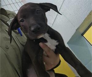 American Pit Bull Terrier Dogs for adoption in Temple, TX, USA