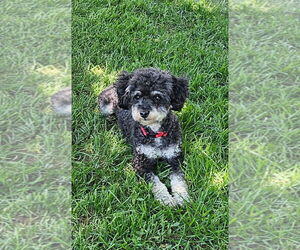Poodle (Toy) Dogs for adoption in Sioux Falls, SD, USA