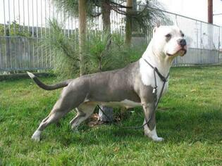 American Staffordshire Terrier Dogs for adoption in Los Angeles, CA, USA
