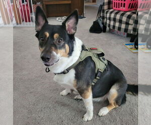 Mutt Dogs for adoption in Minneapolis, MN, USA