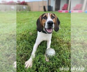 Treeing Walker Coonhound Dogs for adoption in Mt. Vernon, IN, USA