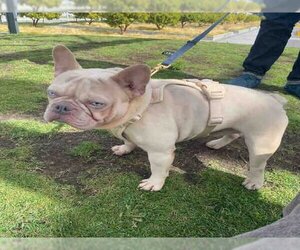 French Bulldog Dogs for adoption in Alameda, CA, USA